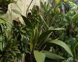 Trichocenrum pachyphyllum