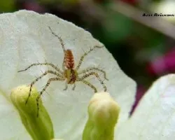 Araña sin ID