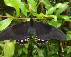 Parides montezuma