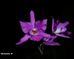 Laelia gouldiana