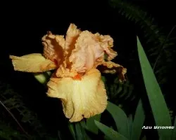 Iris germanica