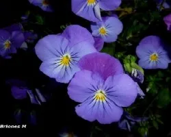 Viola x wittrockiana, 