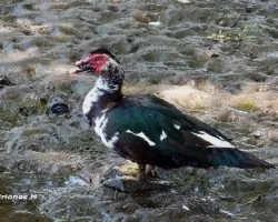 Cairina moschata