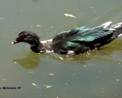 Cairina moschata