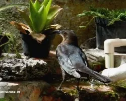 Quiscalus mexicanus