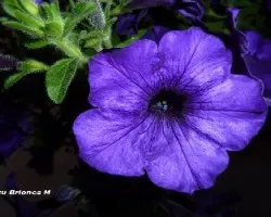 Petunia hybrida
