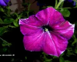 Petunia hybrida