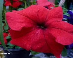 Petunia hybrida
