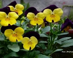 Pensamiento bicolor