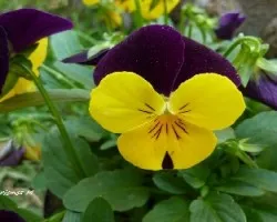Pensamiento bicolor (viola bicolor)