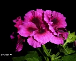 Pelargonium