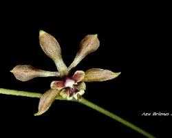 Encyclia meliosma