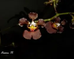 Trichocentrum luridum