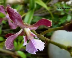 Encyclia hamburyi