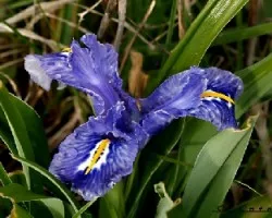 Lirio Azul silvestre