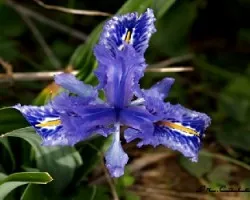 Lirio Azul silvestre
