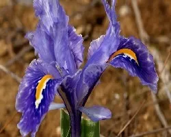 Lirio Azul silvestre