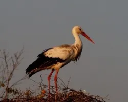 Ciconia ciconia
