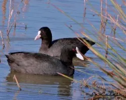 Fulica atra