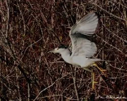 Nycticorax nycticorax