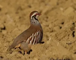 Alectoris rufa