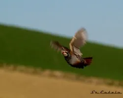 Alectoris rufa