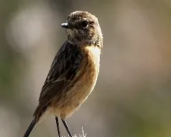 Saxicola torquata