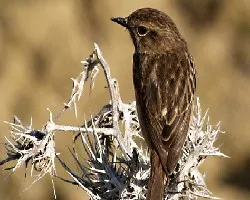 Saxicola torquata