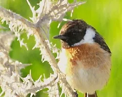 Saxicola torquata