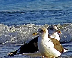 Larus michahellis