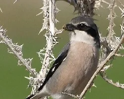 Lanius excubitor