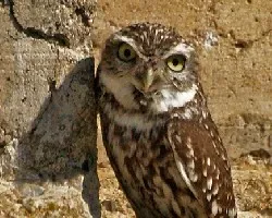 Athene noctua