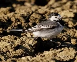 Motacilla alba
