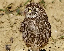 Athene noctua