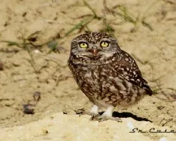 Athene noctua