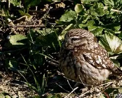 Athene noctua