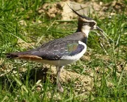 Vanellus vanellus