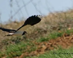 Vanellus vanellus