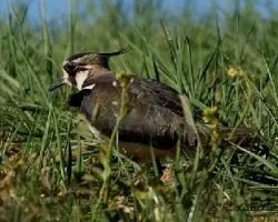 Vanellus vanellus