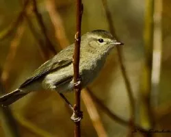 Phylloscopus collybita