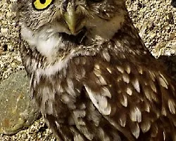 Athene noctua
