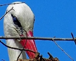 Ciconia ciconia