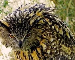 Bubo bubo