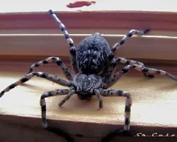 Araña en mi ventana