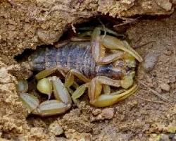 Escorpión