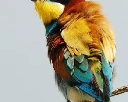 Merops apiaster