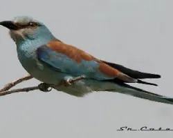 Coracias garrulus