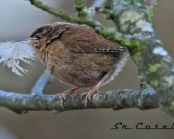 Troglodytes troglodytes