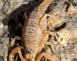 Escorpión ii