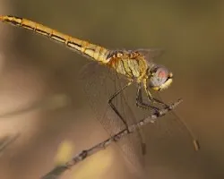 Libélula (sympetrum fonscolombii)